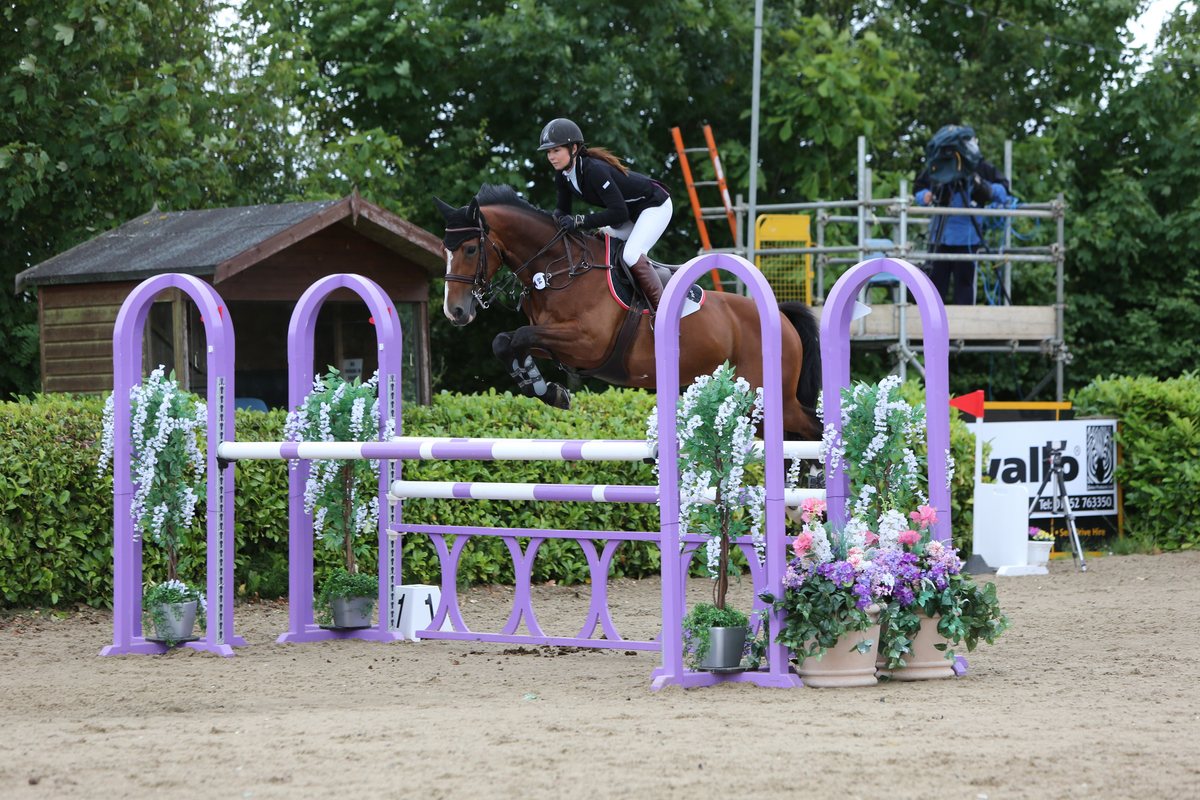 A bay horse jumping a purple fence dressed with wisteria
