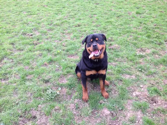 One of the yard’s Rottweilers sitting on the grass