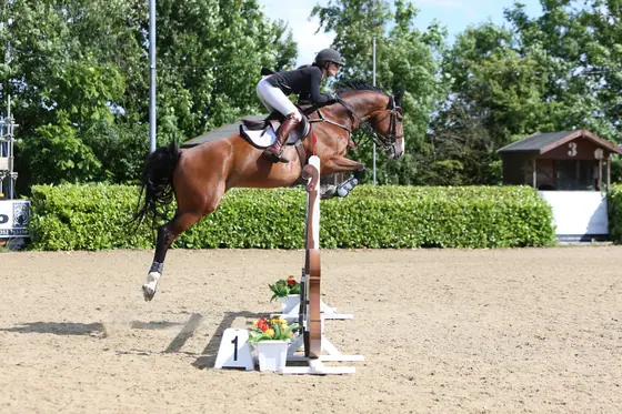 A bay horse clearing a fence in front of a line of trees